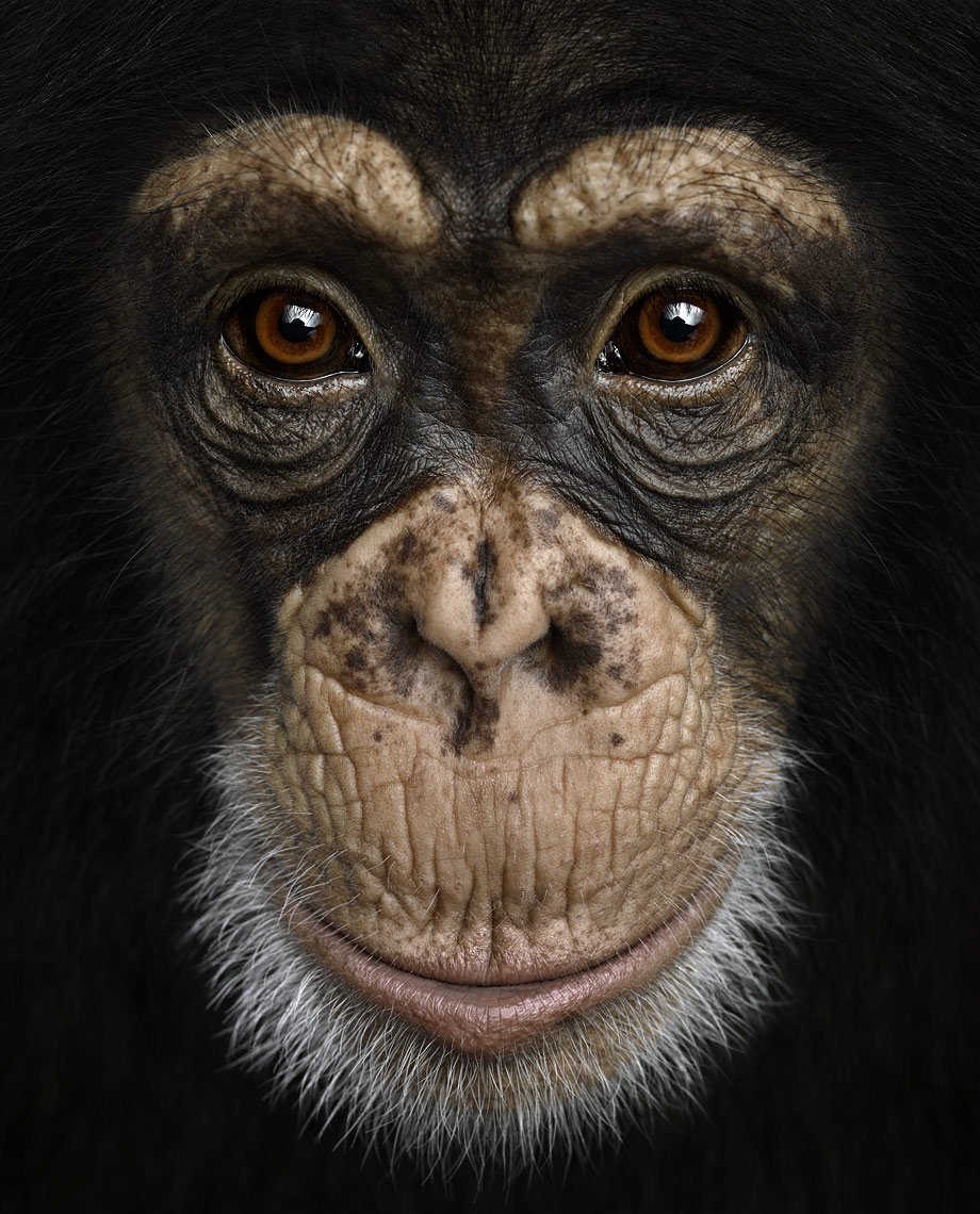 Глаза обезьяны