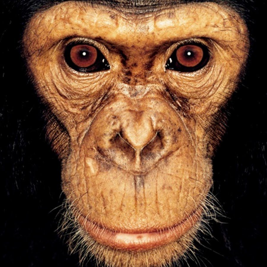 Морда обезьяны