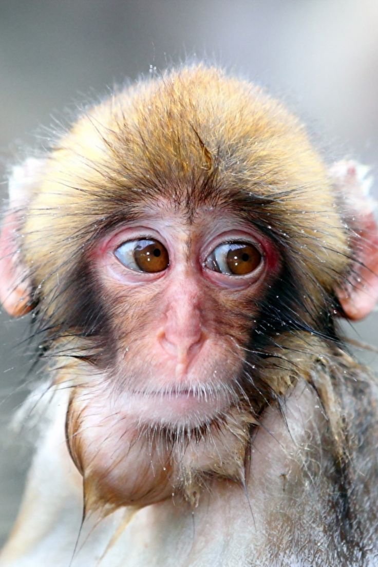 Морда обезьяны