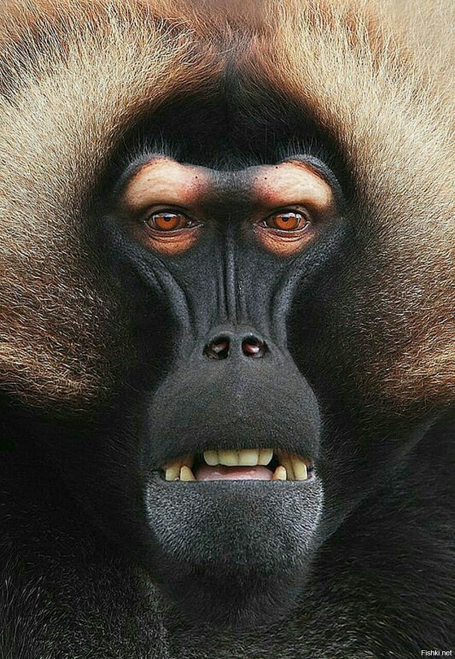 Лицо обезьяны