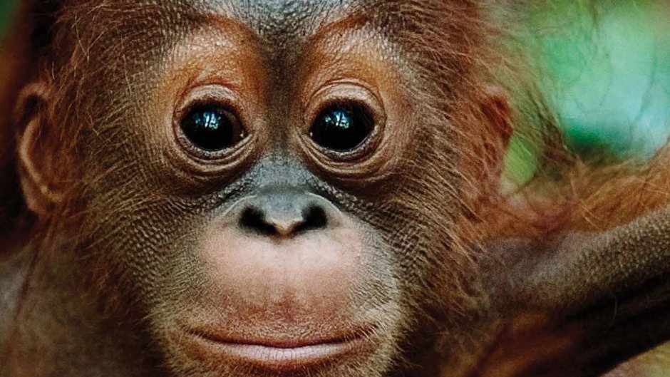 Обезьяна с глазами в разные стороны