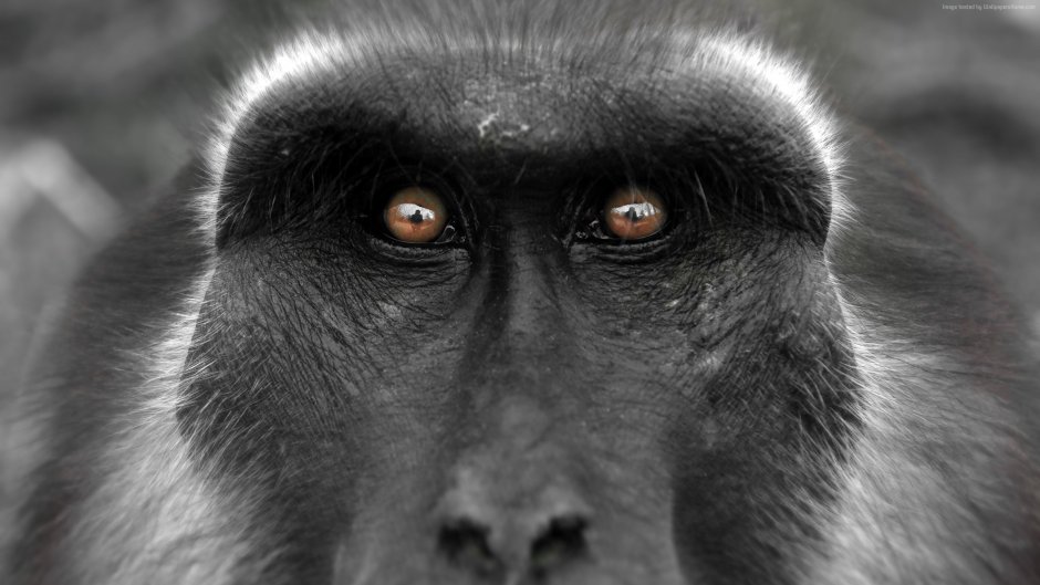 Глаза приматов