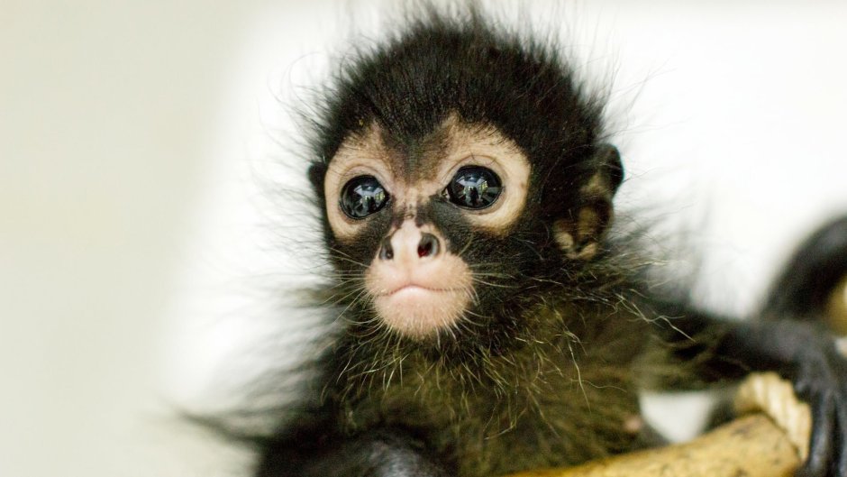 Лемур долгопят животные
