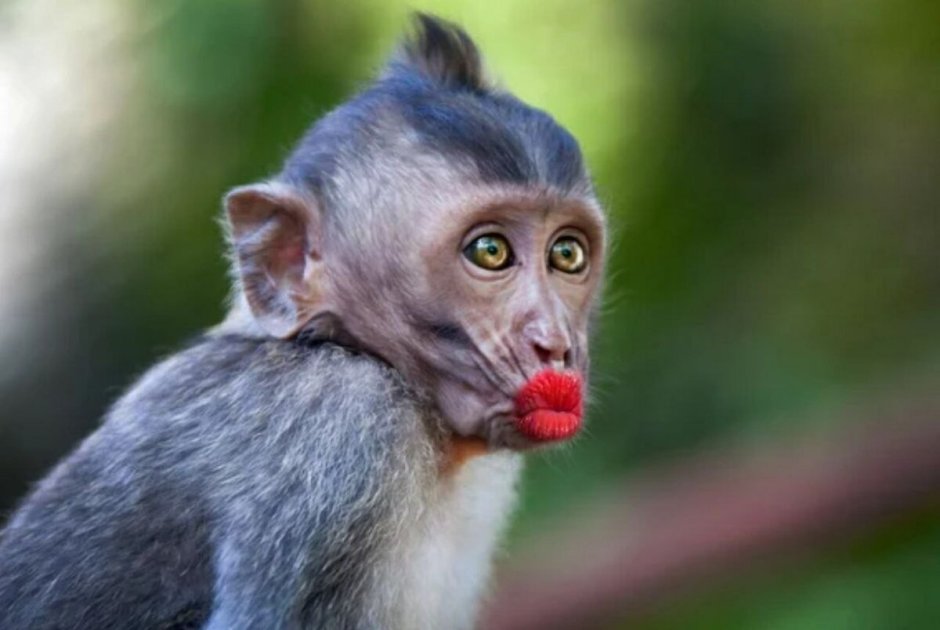 Планета обезьян 2011