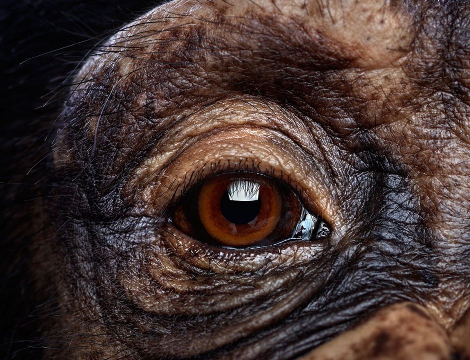 Глаза обезьяны