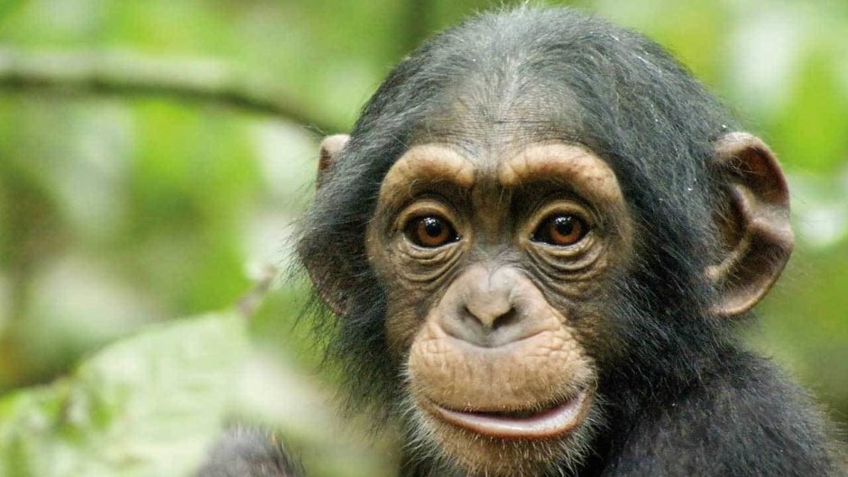 Обезьянья голова