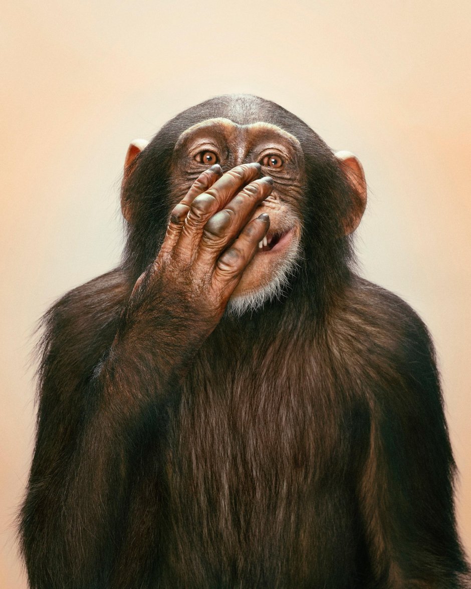 Обезьяна думает