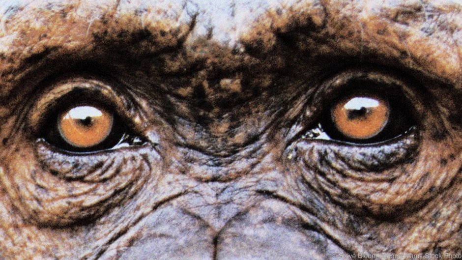 Зрение шимпанзе