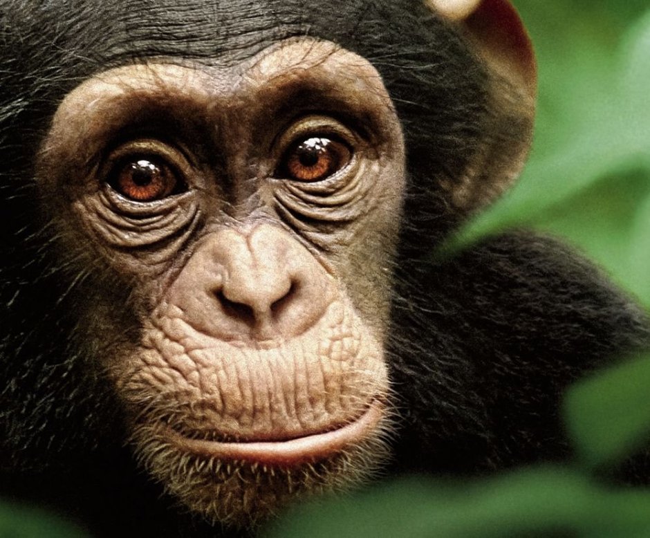 Шимпанзе анфас