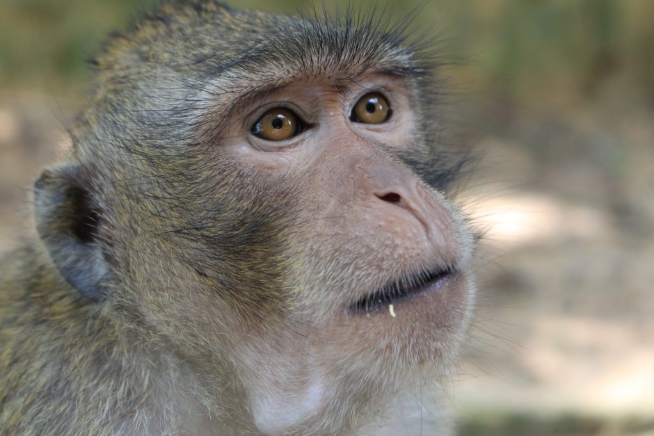 Черная обезьяна