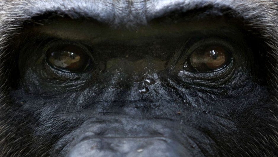 Глаза шимпанзе