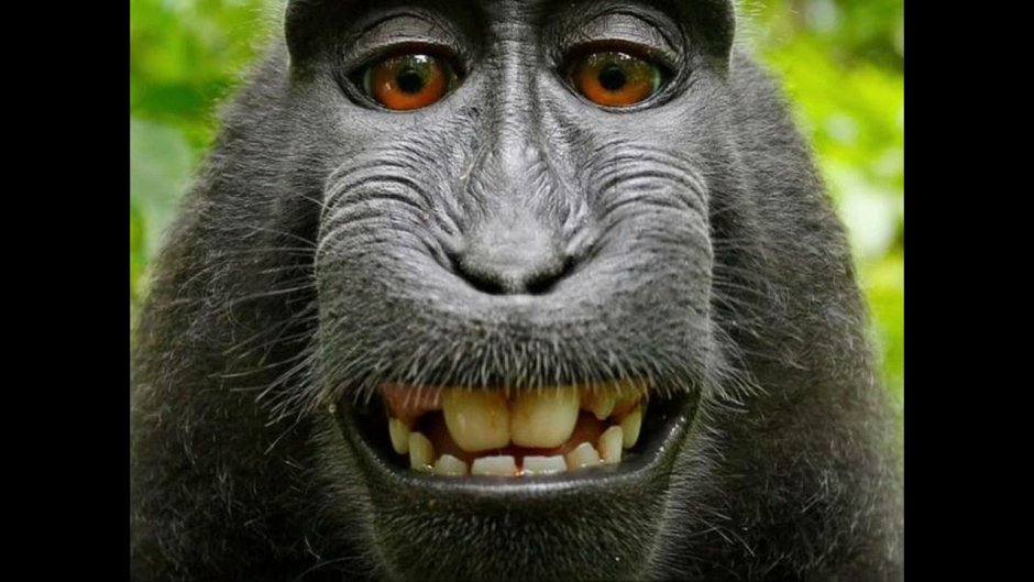 Эмоции обезьян