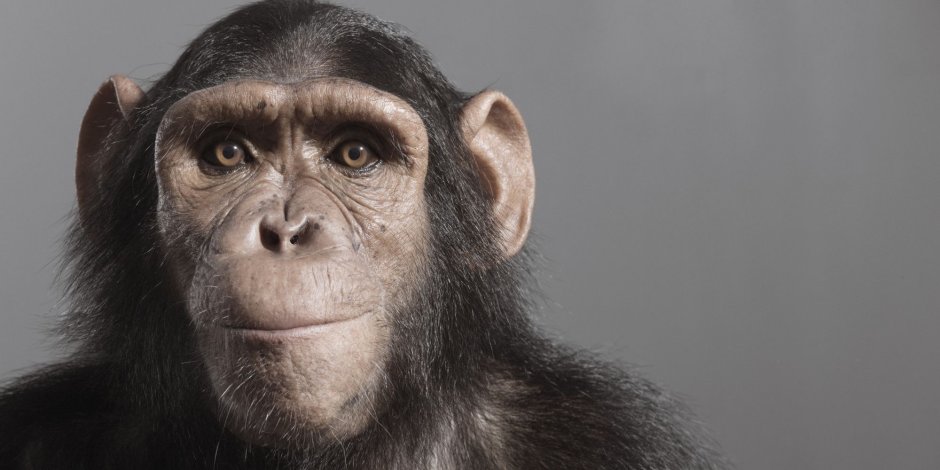 Обезьяна Илья