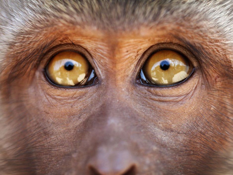 Глаза шимпанзе