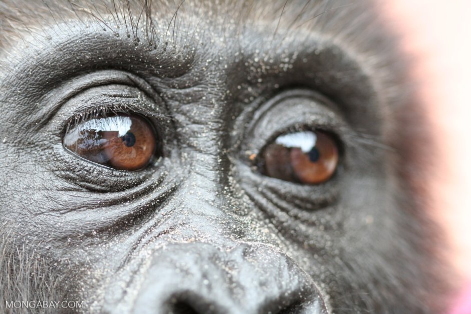 Глаза гориллы