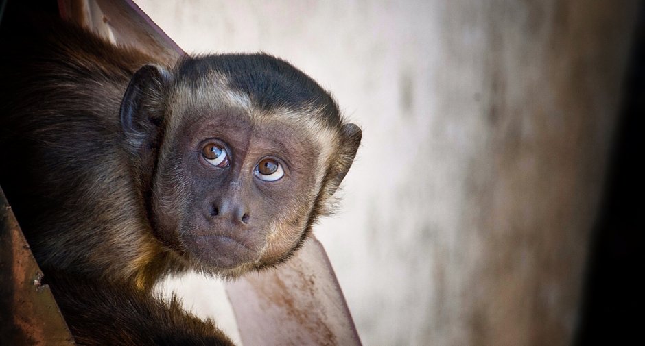 Голубоглазая обезьяна