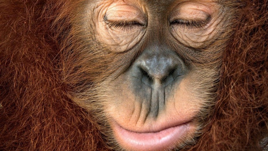 Обезьяна корчит рожи