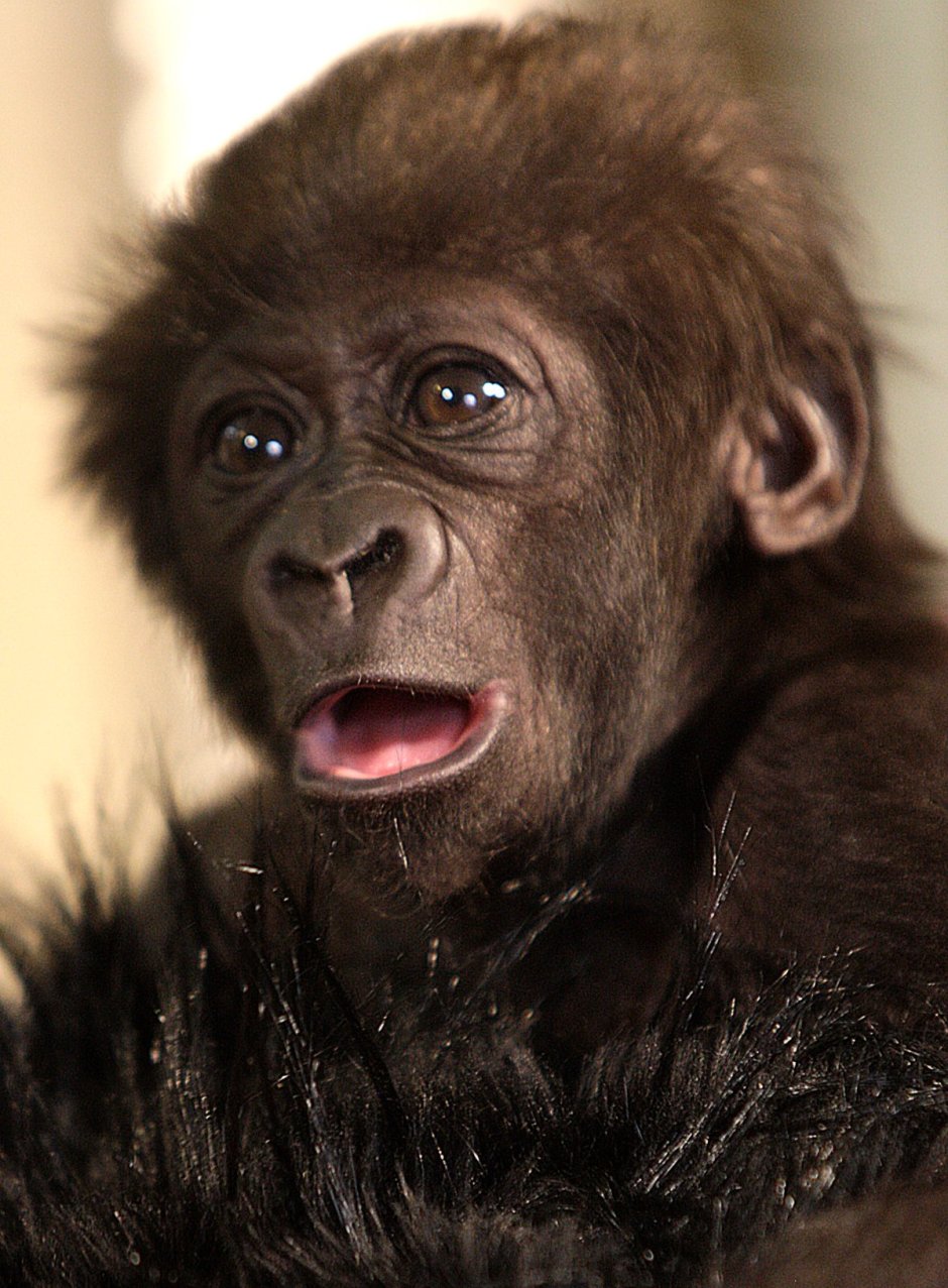 Макака Кирилл