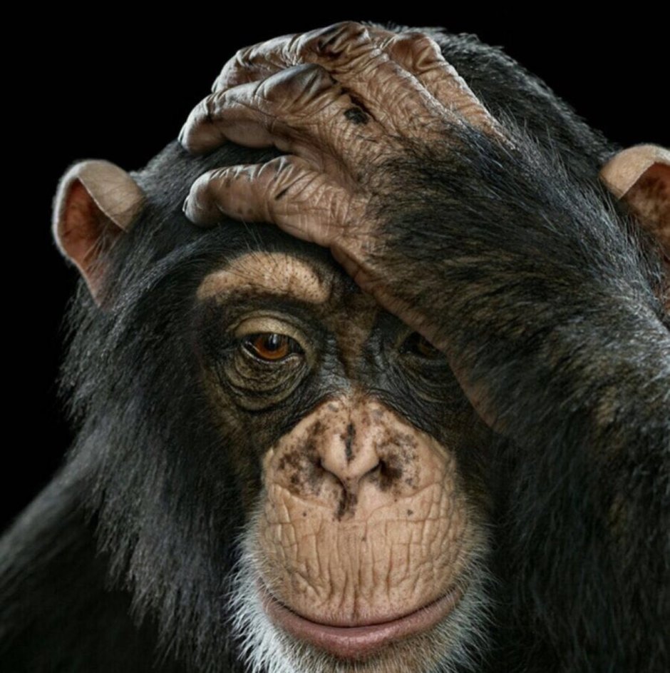 Обезьяна породы капуцин