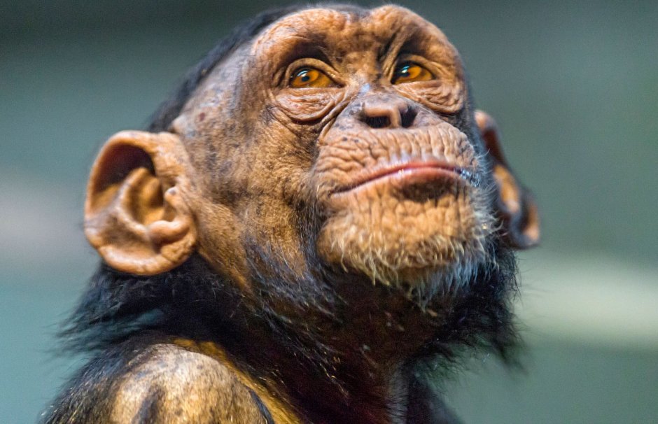 Обезьяна с красивыми глазами