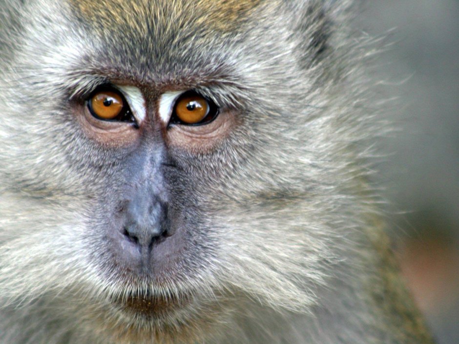 Мартышка акварель