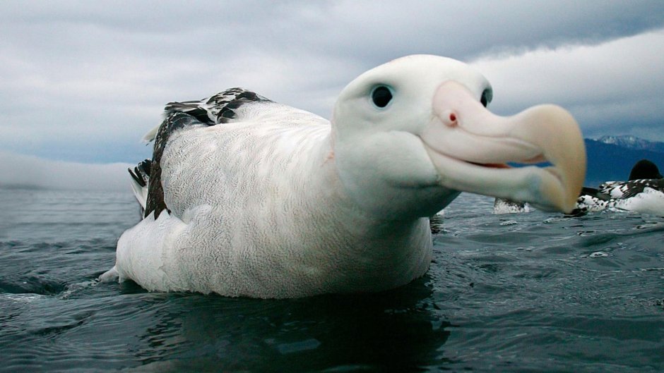 Странствующий Альбатрос