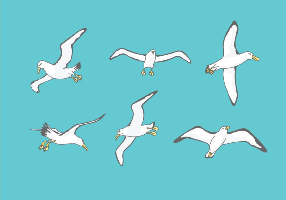 Альбатрос вектор