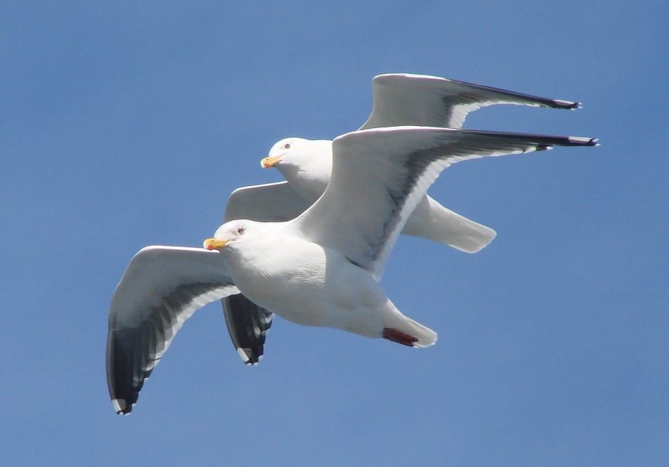Две Чайки в полете