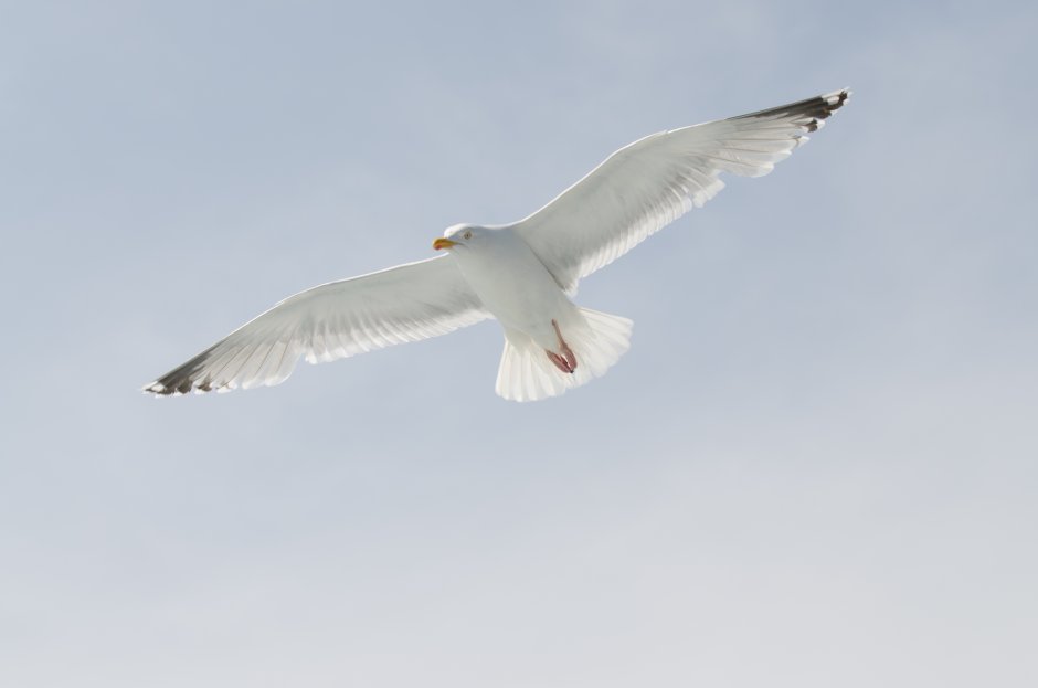 Чайка Крылья