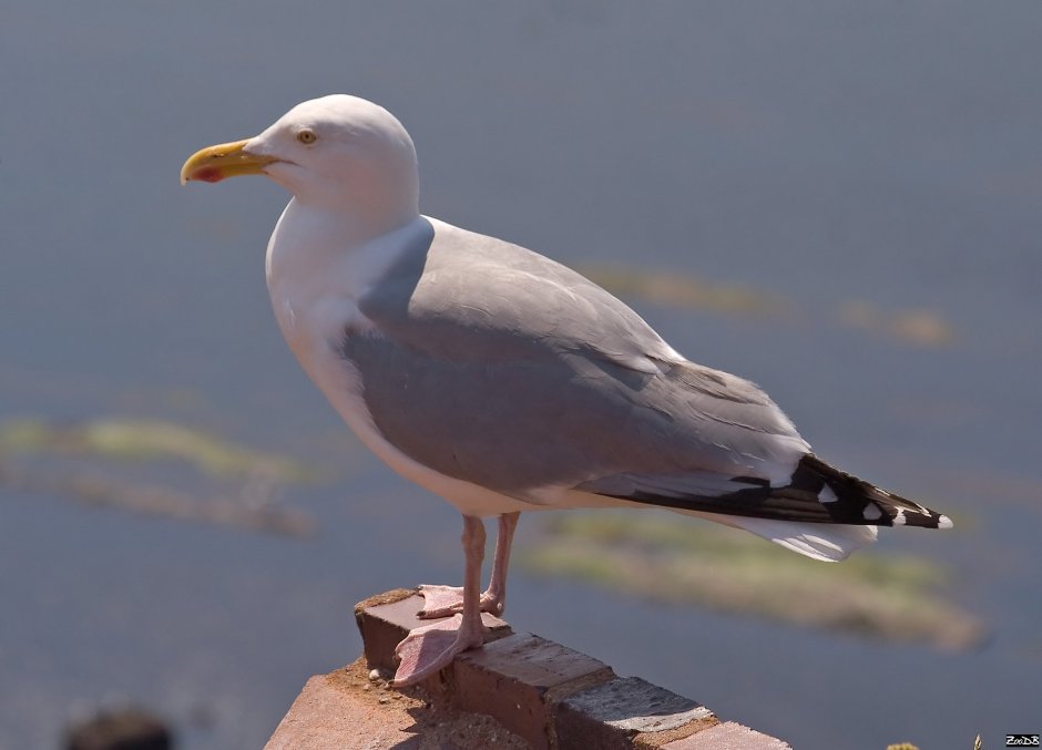 Серебристая Чайка Larus argentatus
