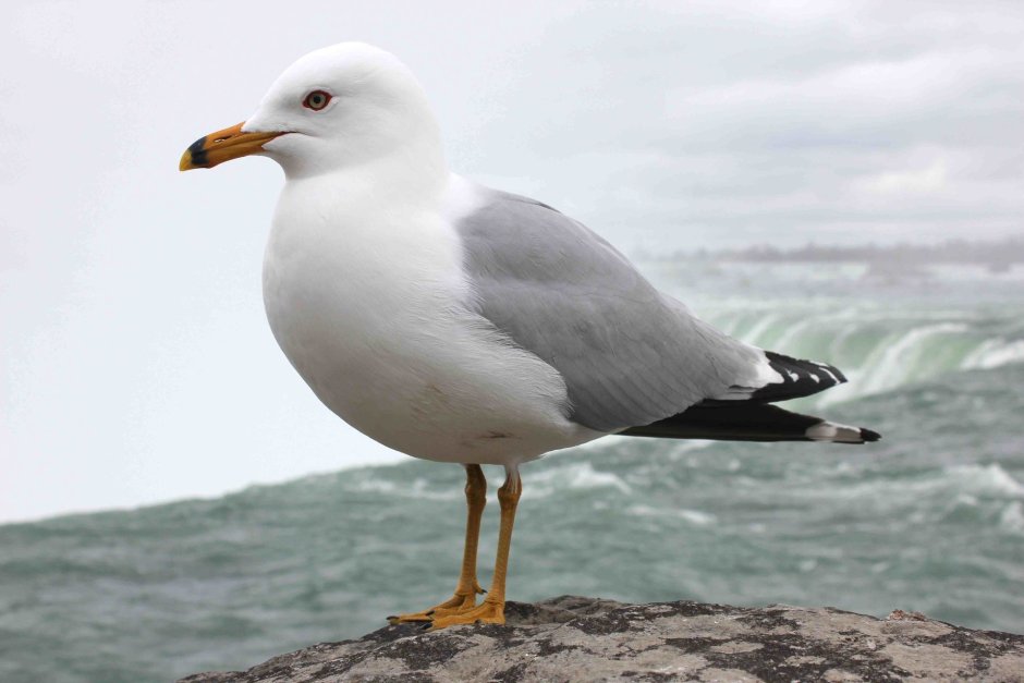 Чайка Seagull