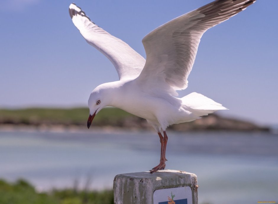 Чайка Буревестник Баклан
