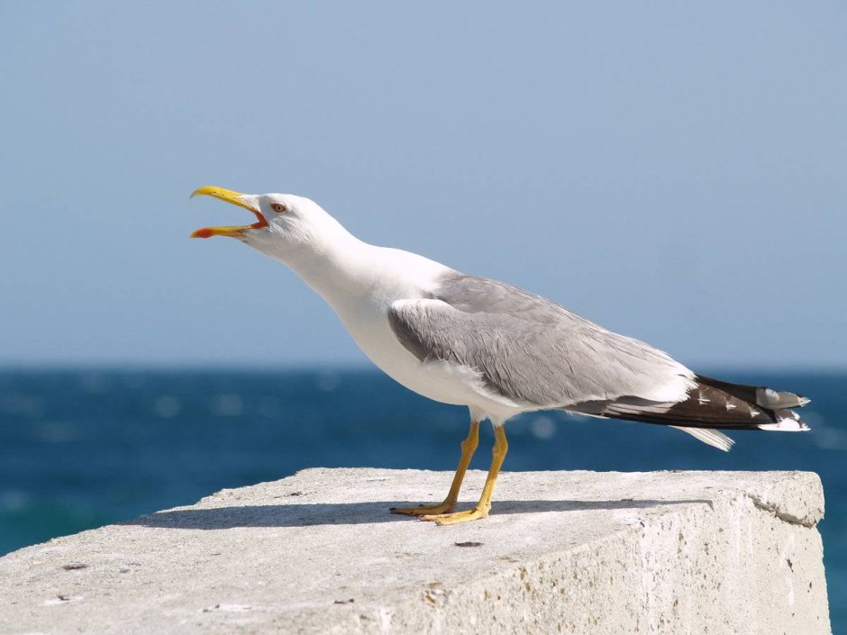 Чайка Черноморская пятнистая