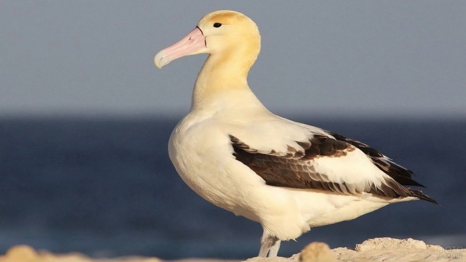 Белоспинный Альбатрос