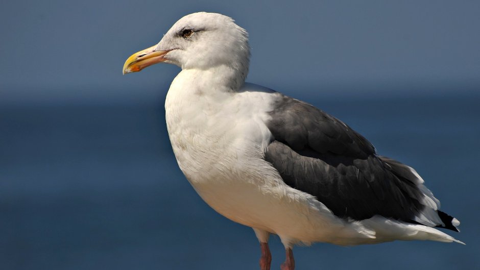 Крупные Чайки