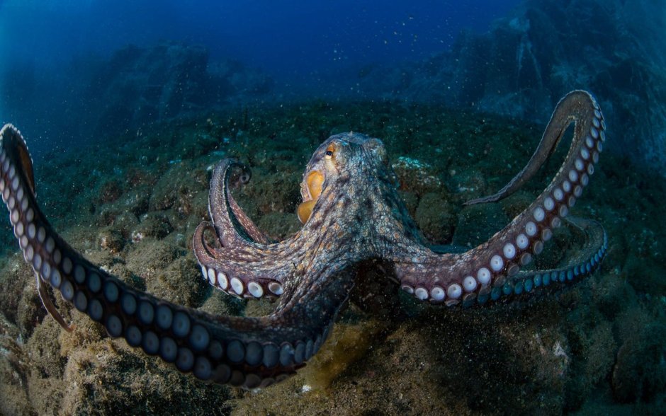 Длиннощупальцевый осьминог