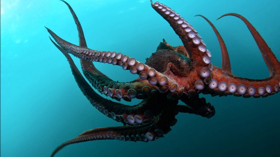 Гигантский Спрут