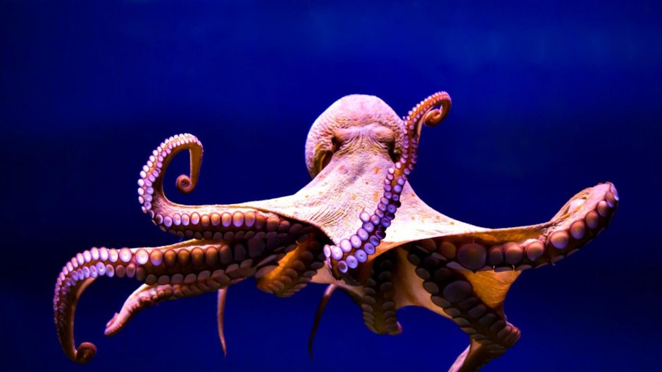 Морские животные осьминог