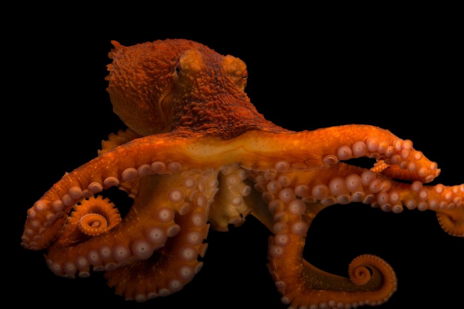 Осьминог Дофлейна