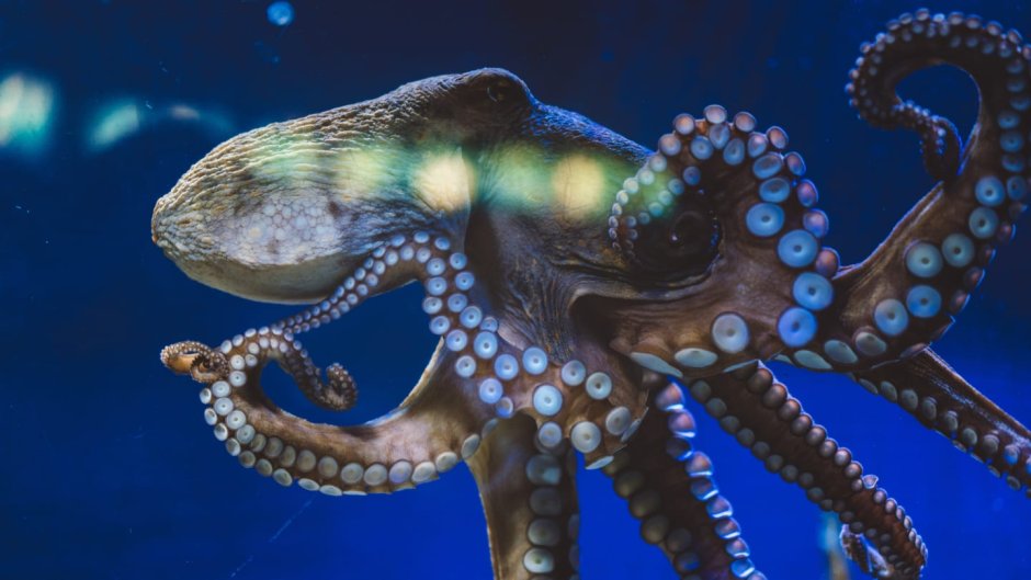 Головоногие моллюски осьминог