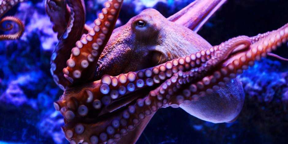 Осьминог Octopus vulgaris