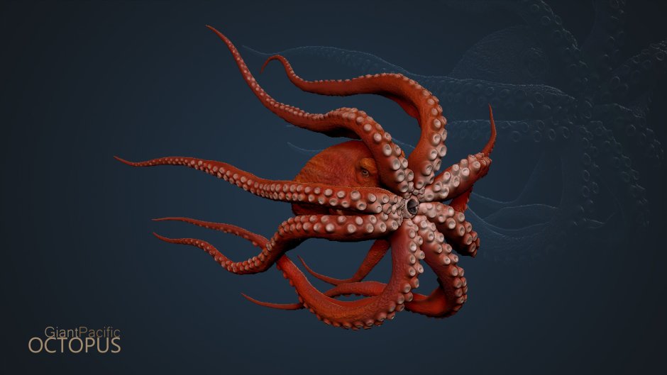 Дальневосточный гигантский осьминог
