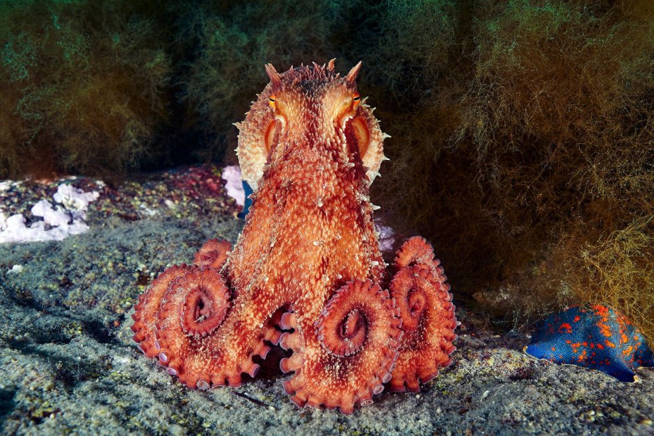 Милый осьминог