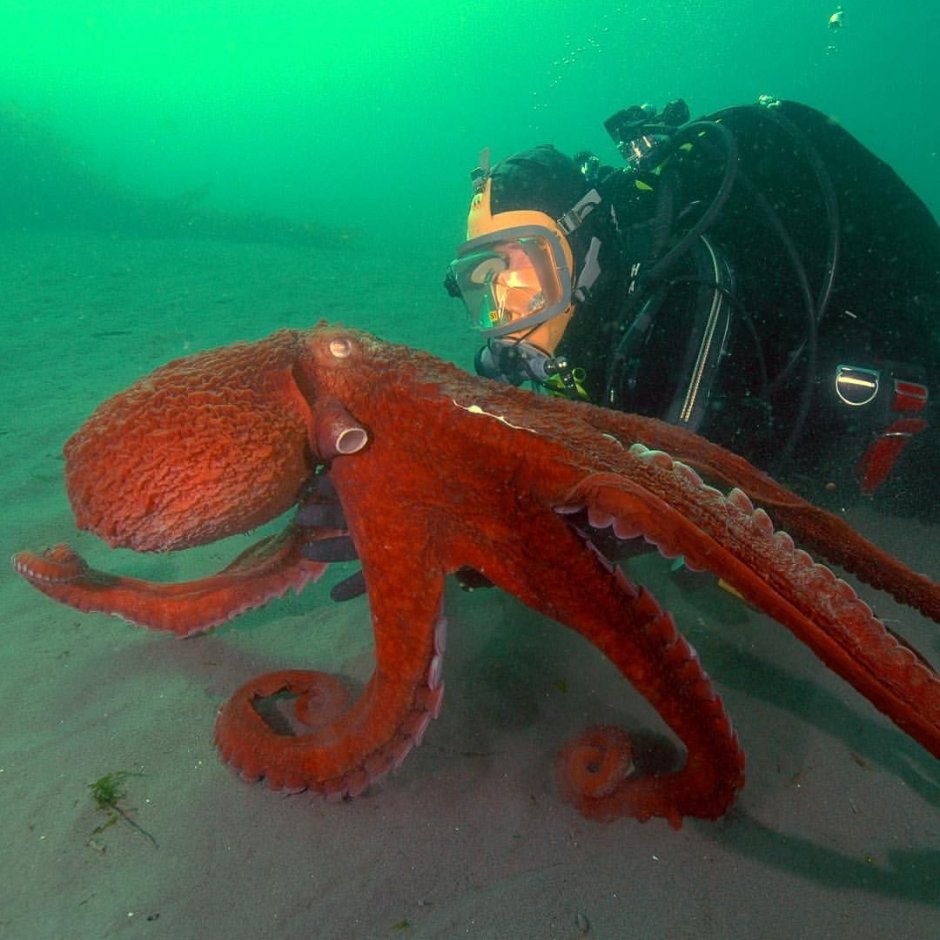 Дальневосточный гигантский осьминог