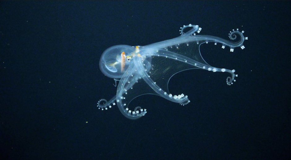 Octopus Haloila