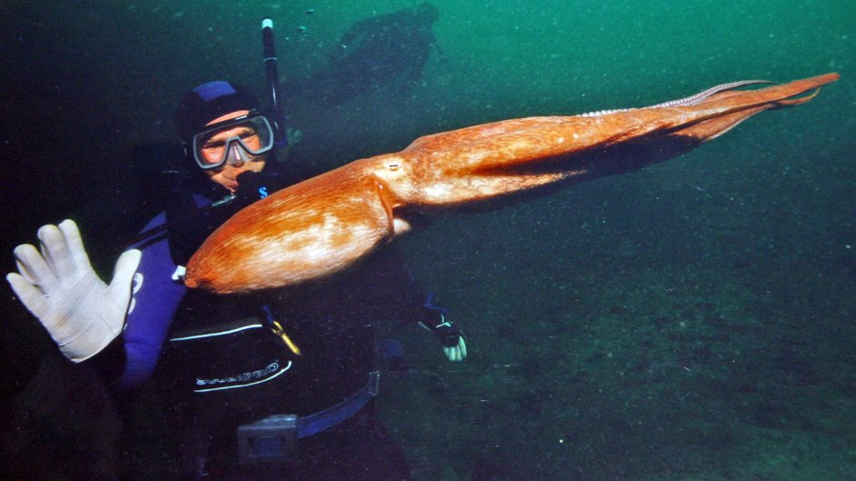 Гигантский осьминог Кракен