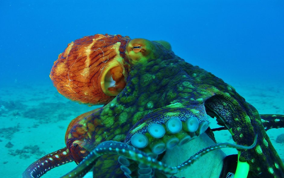 Самый большой осьминог