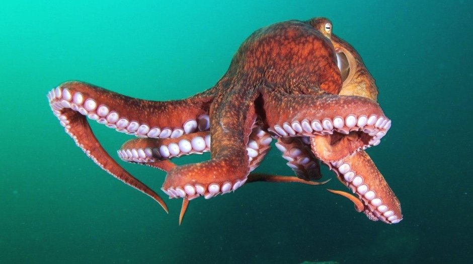 Осьминог Дофлейна