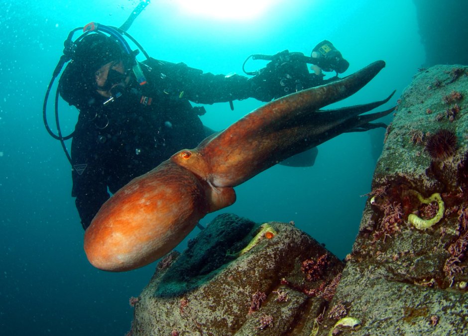 Гигантский Тихоокеанский осьминог