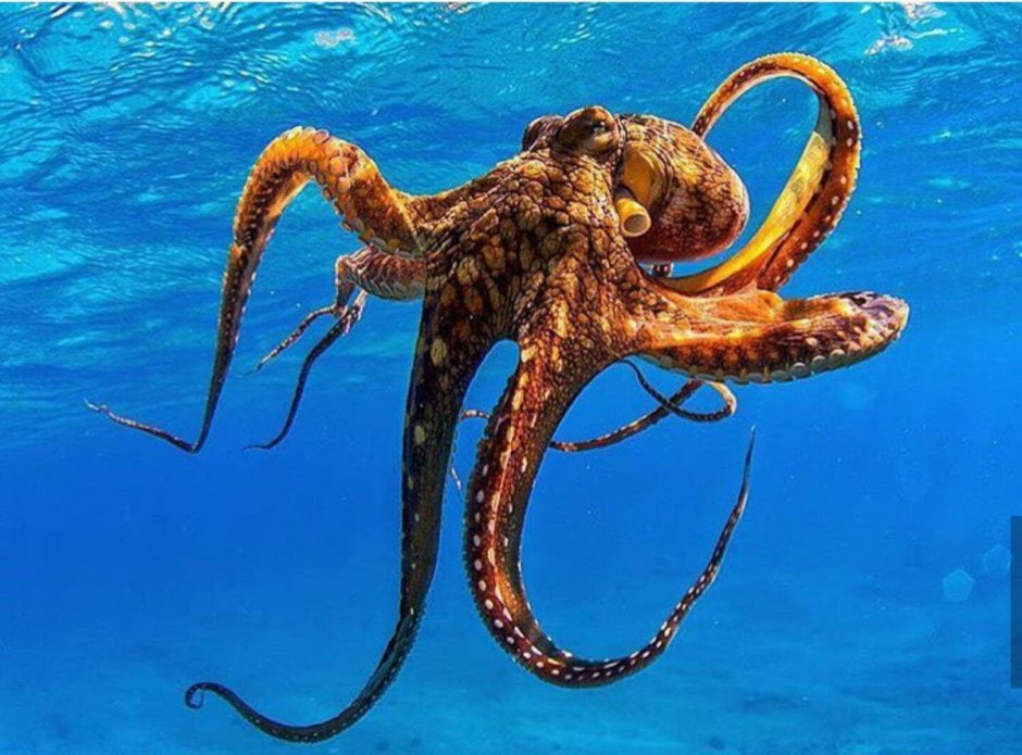 Осьминог на темном фоне